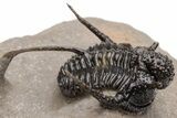 Bumpy Cyphaspis Trilobite - Free-Standing Spines #223718-4